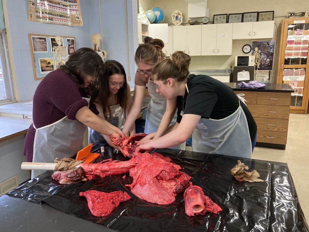 students dissect cow heart & lungs